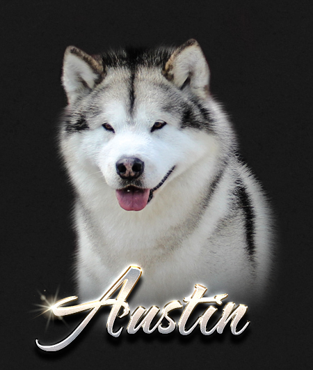 Alaskan Malamute Male Austin