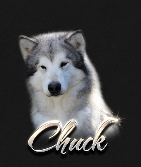 Alaskan Malamute Male Chuck