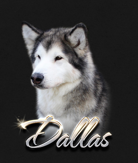 Alaskan Malamute Female Dallas