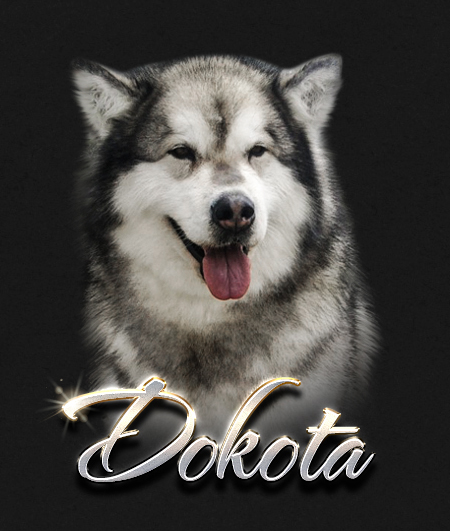 Alaskan Malamute Female Dokota
