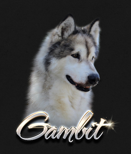 Alaskan Malamute Male Gambit