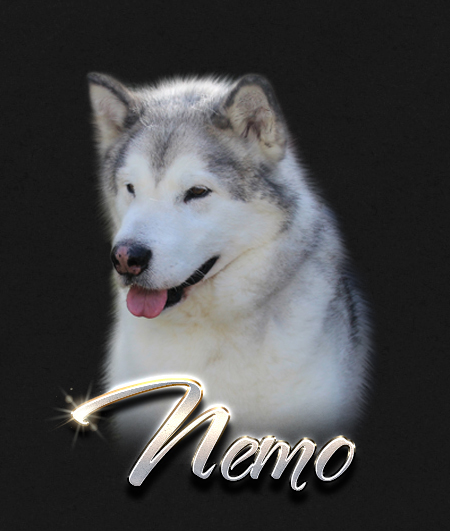 Alaskan Malamute Male Nemo