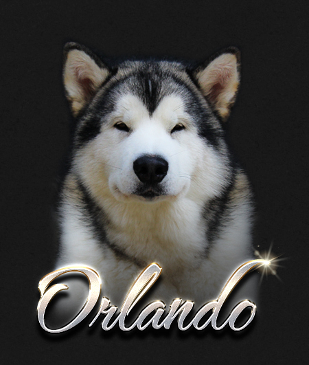 Alaskan Malamute Male Orlando