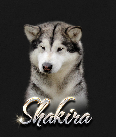 Alaskan Malamute Female Shakira