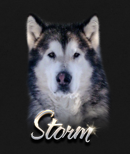 Alaskan Malamute Male Storm