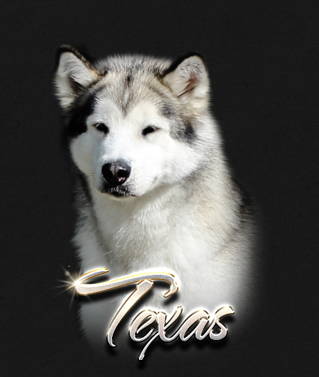Alaskan Malamute Female Texas