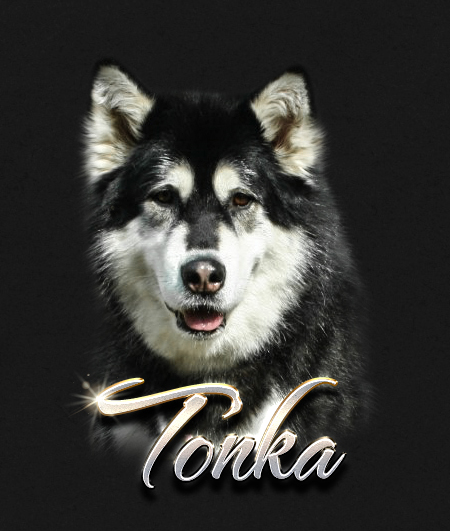 Alaskan Malamute Female Tonka