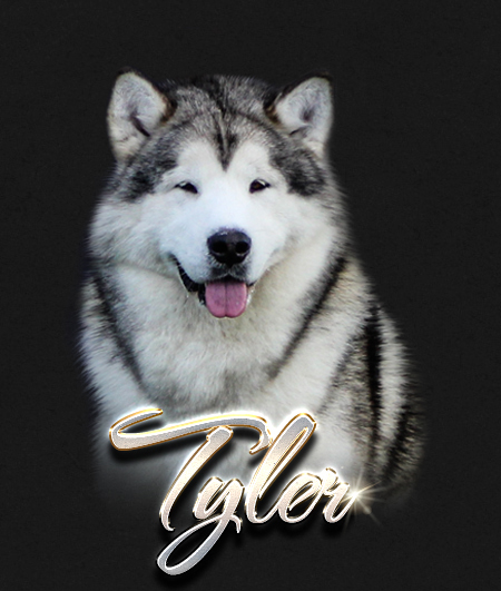 Alaskan Malamute Male Tyler