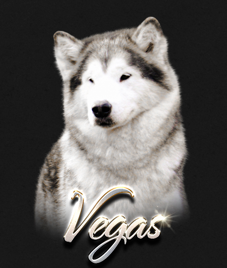 Alaskan Malamute Female Vegas