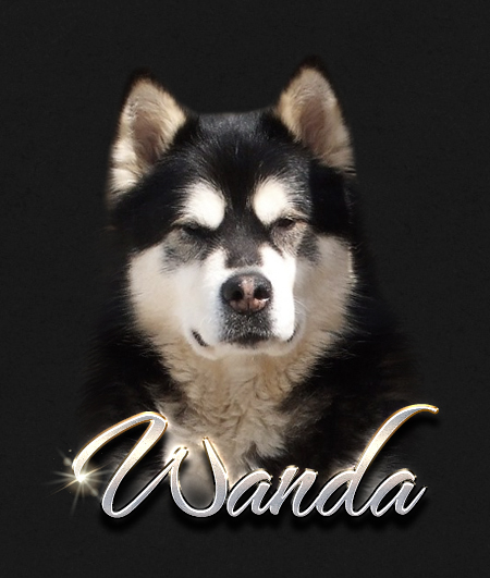 Alaskan Malamute Female Wanda