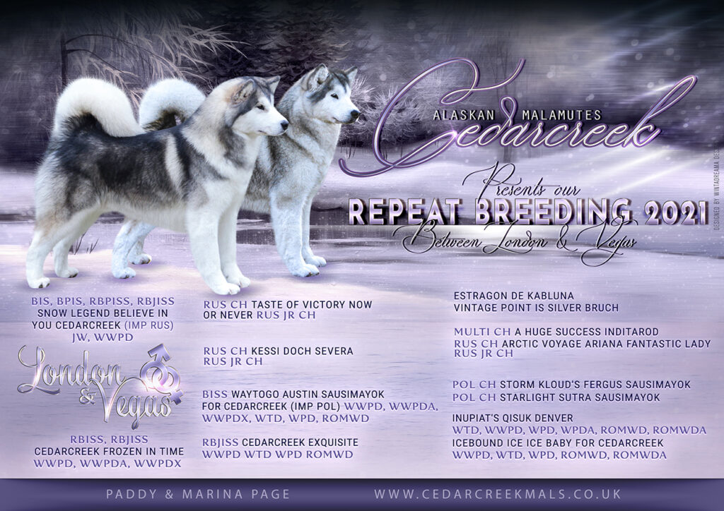 Alaskan Malamute Puppies Litters